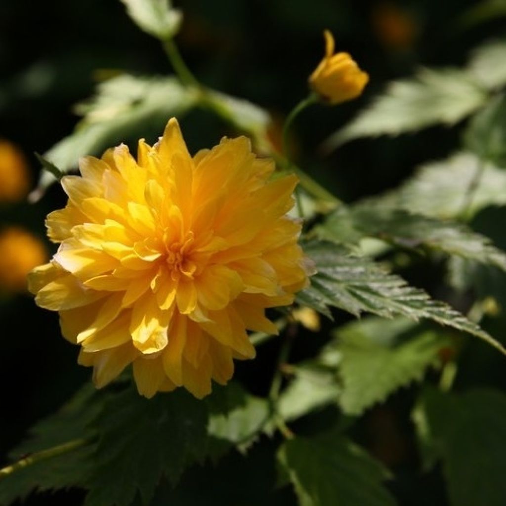 Kerria japonica Pleniflora