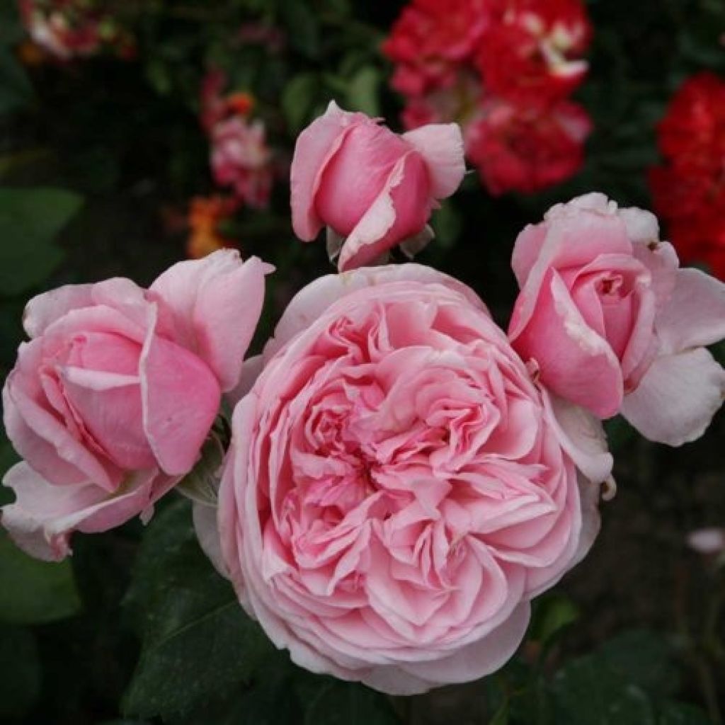 Rosa rampicante Parfuma Kiss me Kate