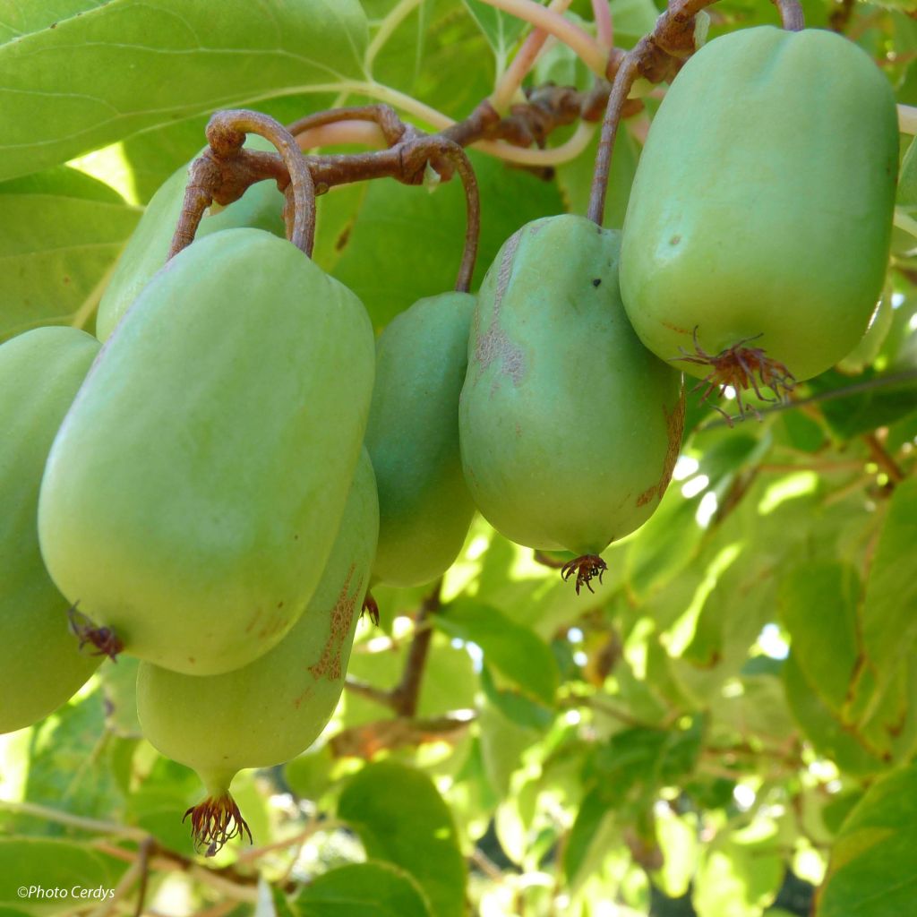 Mini kiwi Actinidia arguta Ambrosia (Feminna)