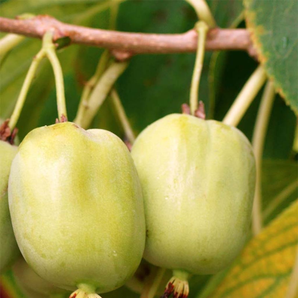 Mini kiwi Actinidia arguta Kokuwa