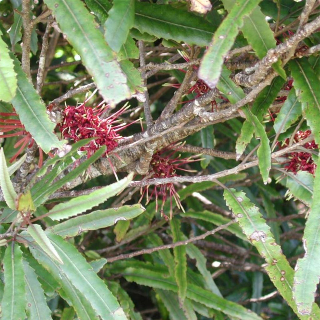 Knightia excelsa - Rewarewa