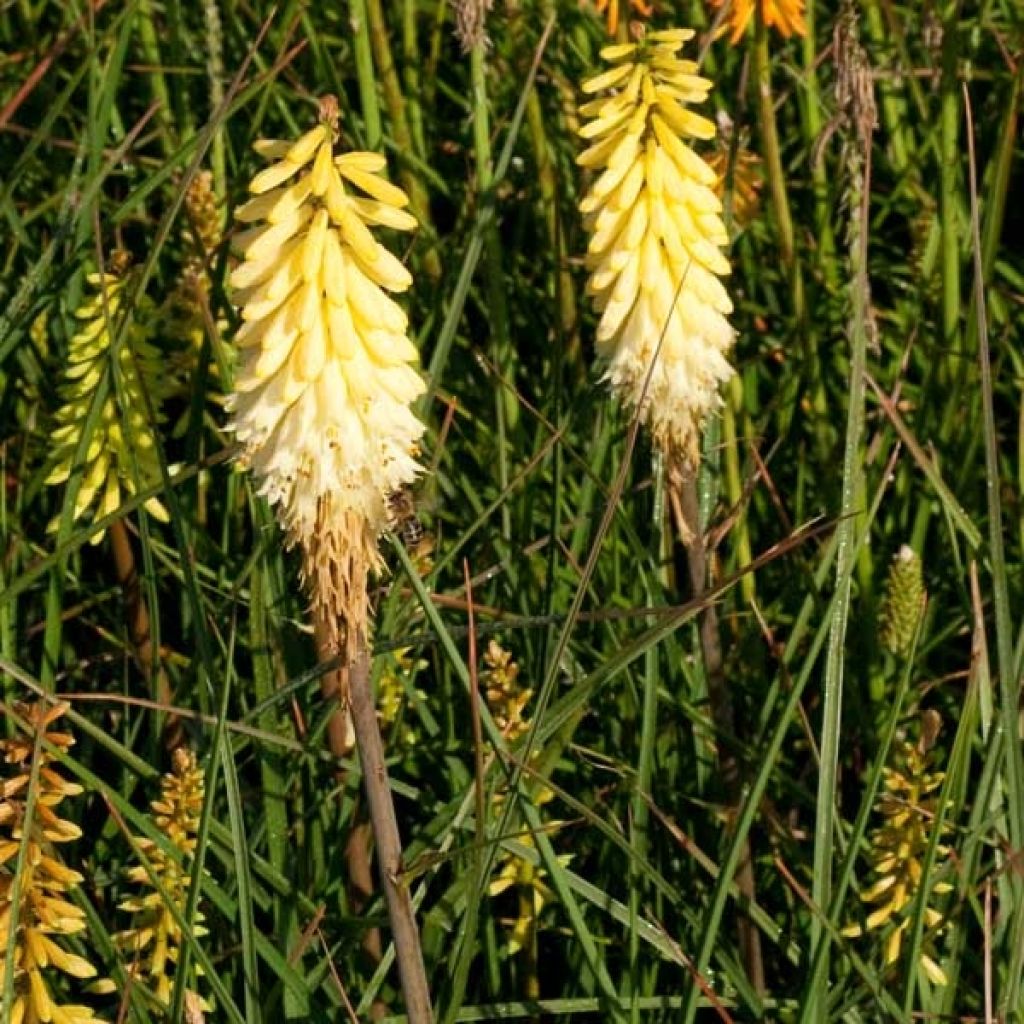 Kniphofia Pineapple Popsicle - Giglio della torcia