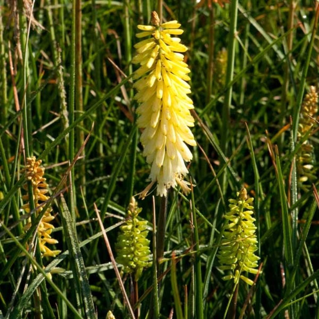 Kniphofia Pineapple Popsicle - Giglio della torcia