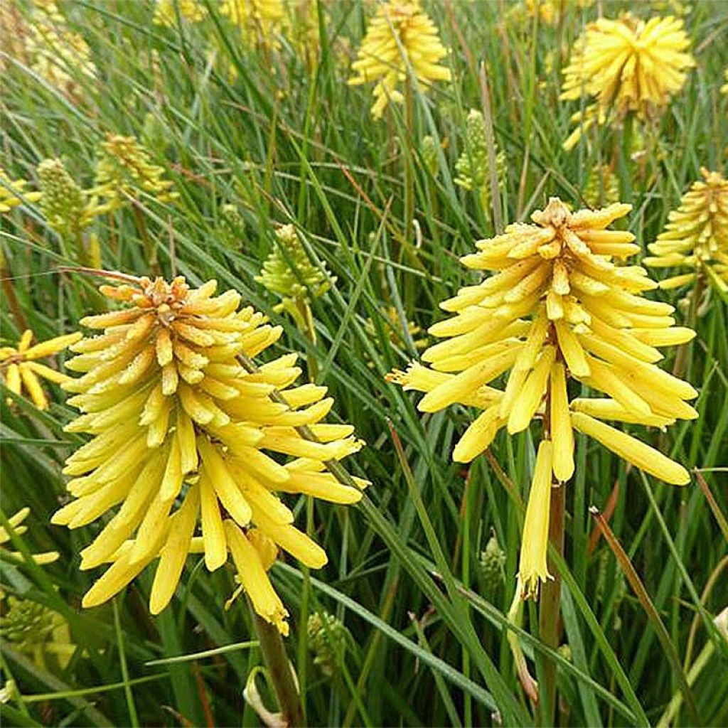 Kniphofia Banana Popsicle - Giglio della torcia