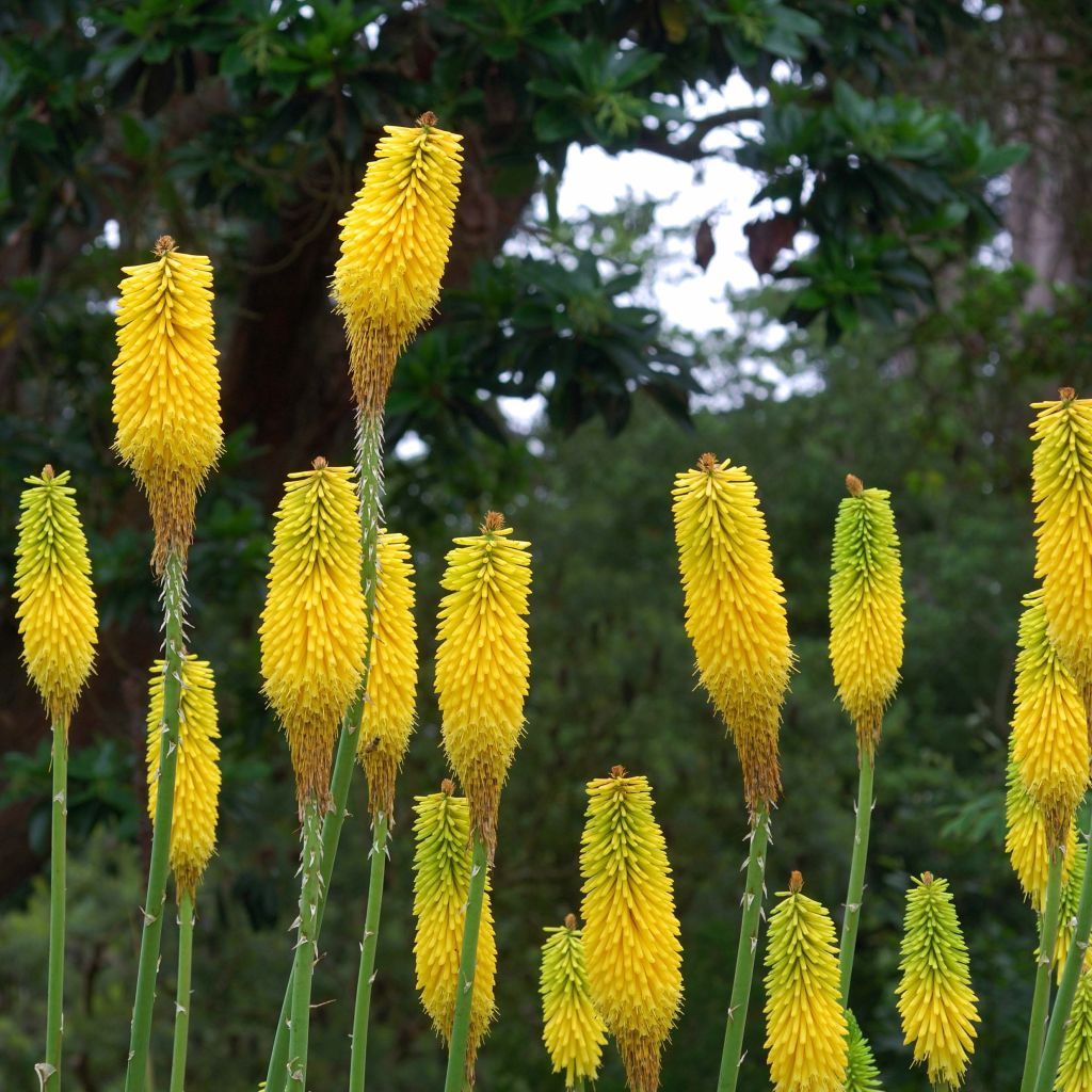 Kniphofia citrina - Giglio della torcia