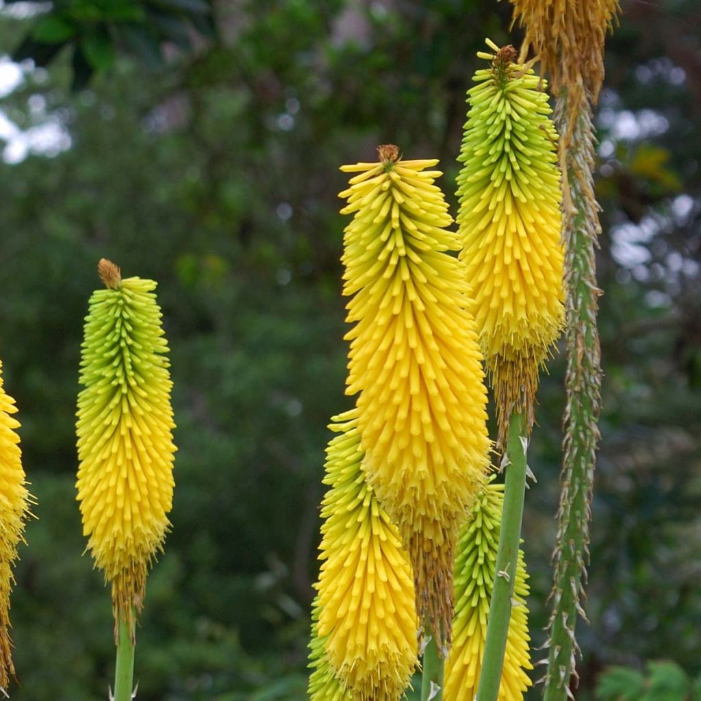 Kniphofia citrina - Giglio della torcia