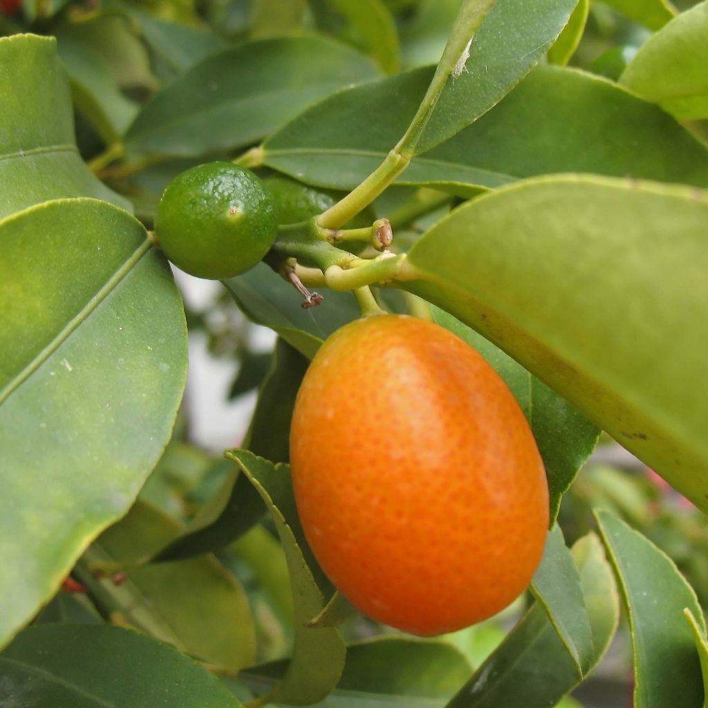 Citrus japonica obovata - Mandarino chinese