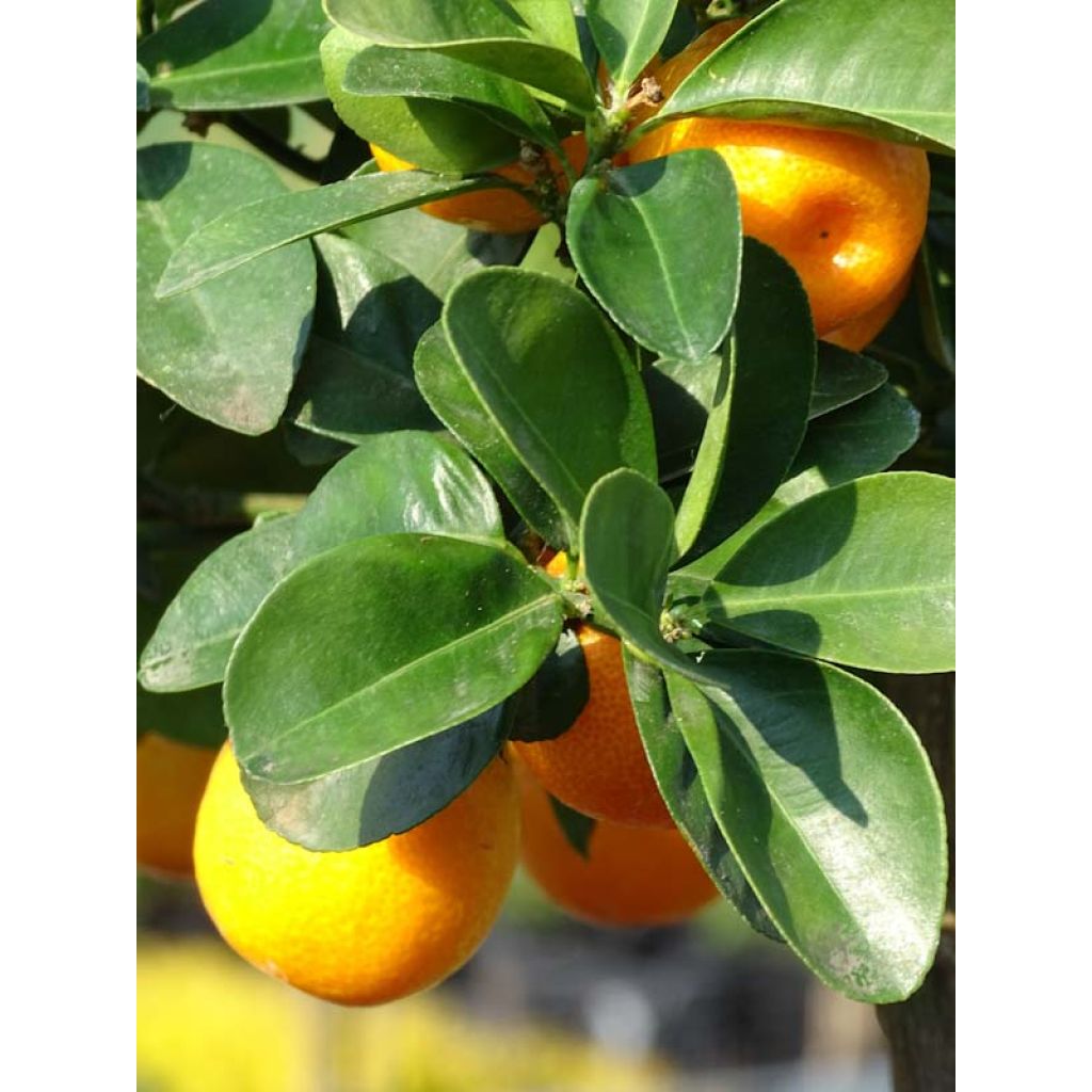 Citrus japonica obovata - Mandarino chinese