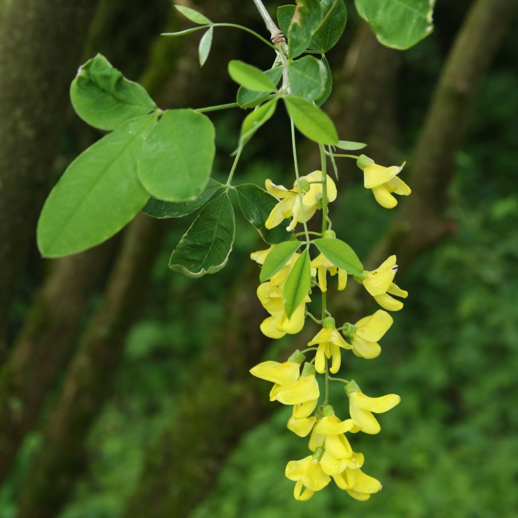 Laburnum anagyroides - Maggiociondolo comune