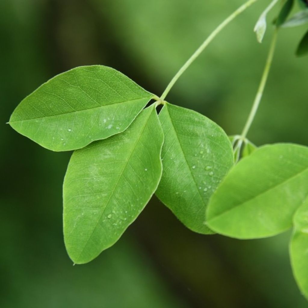 Laburnum anagyroides - Maggiociondolo comune