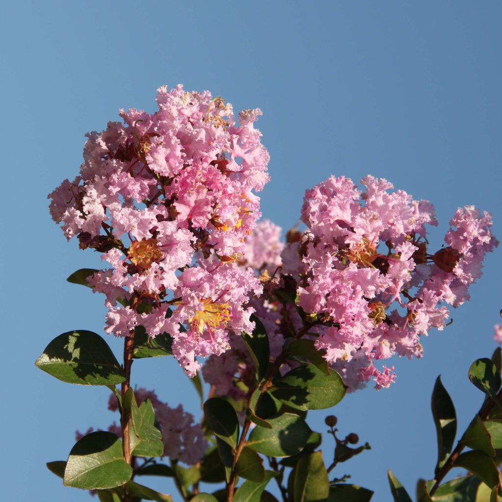 Lagerstroemia Camaïeu d'Ete - Mirto crespo