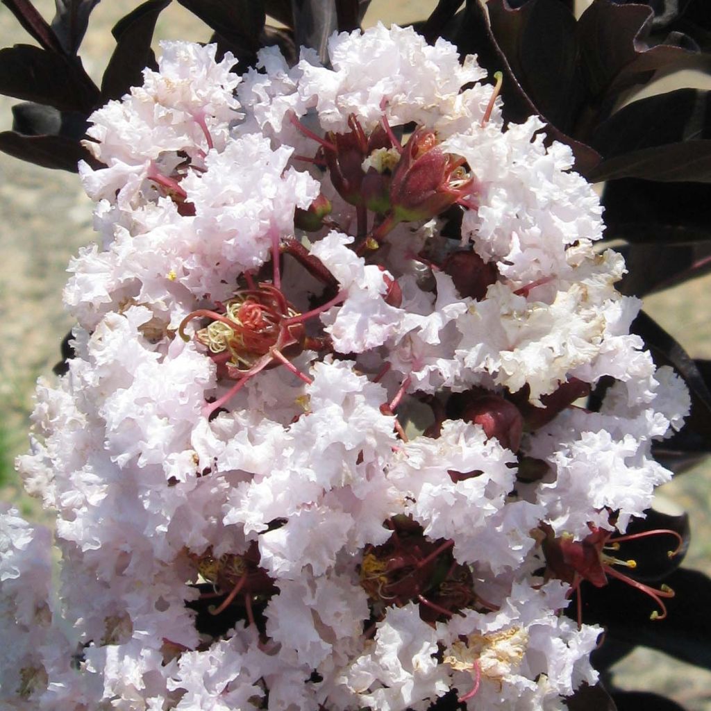 Lagerstroemia Black Solitaire Blush - Mirto crespo