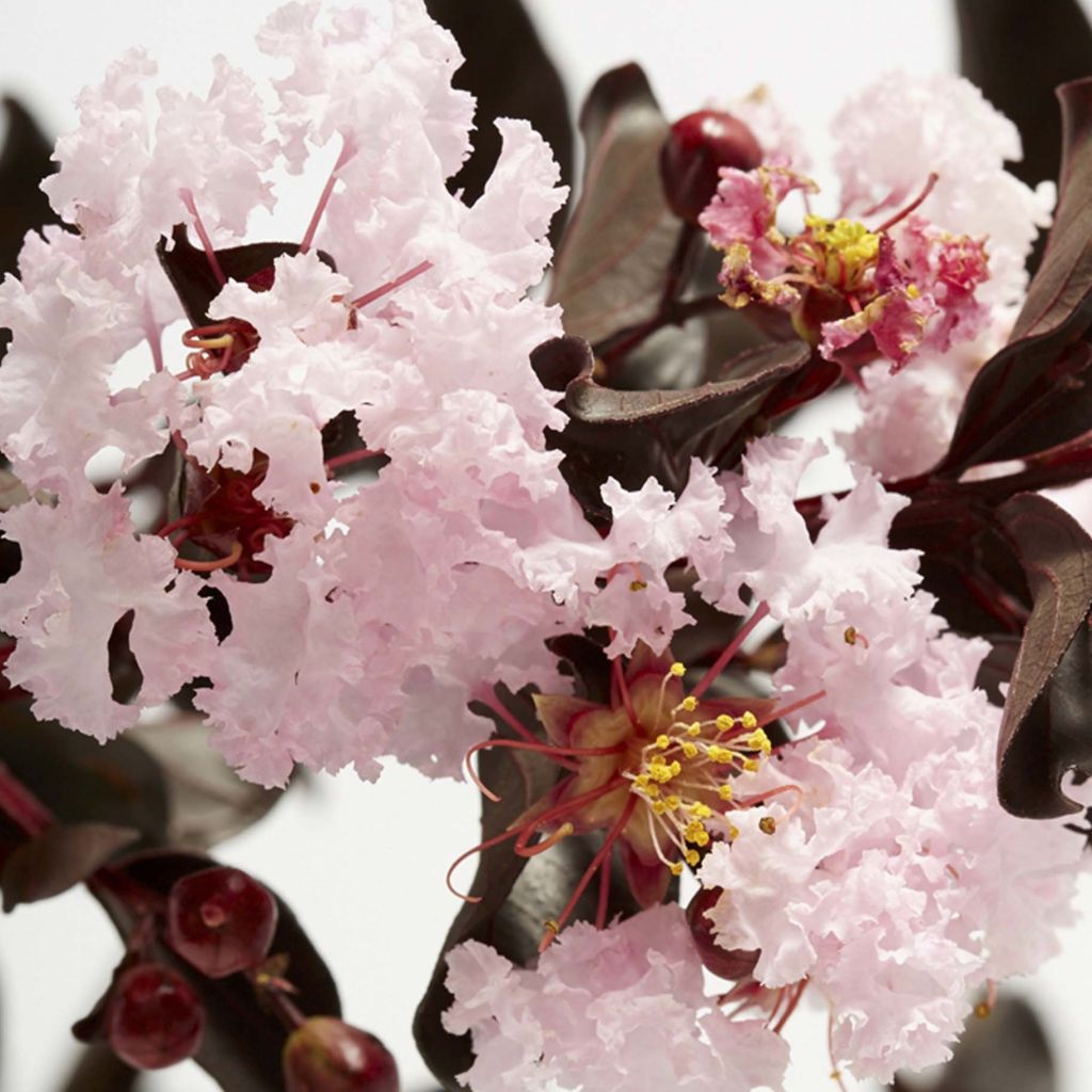 Lagerstroemia Black Solitaire Blush - Mirto crespo