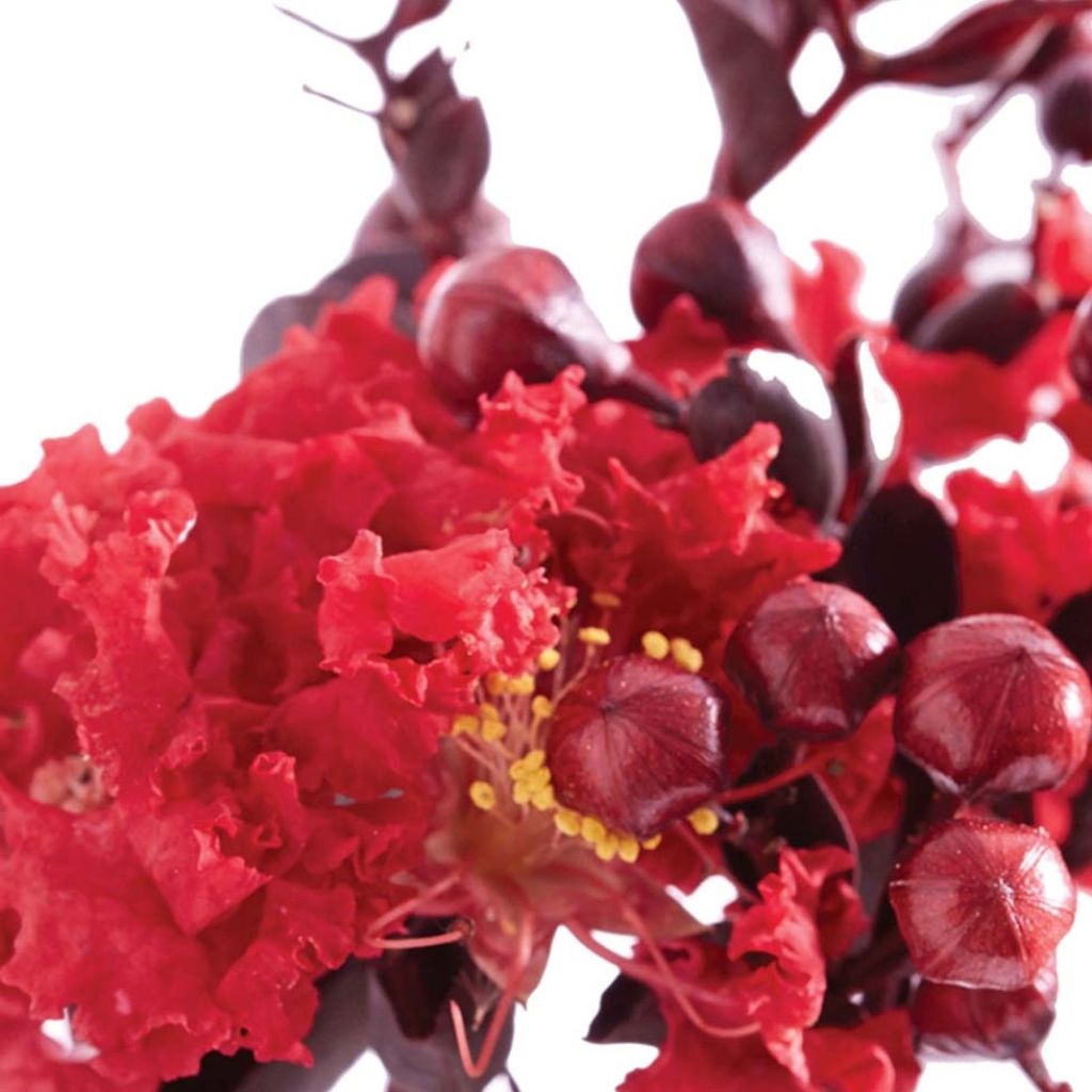 Lagerstroemia Black Solitaire Crimson Red - Mirto crespo