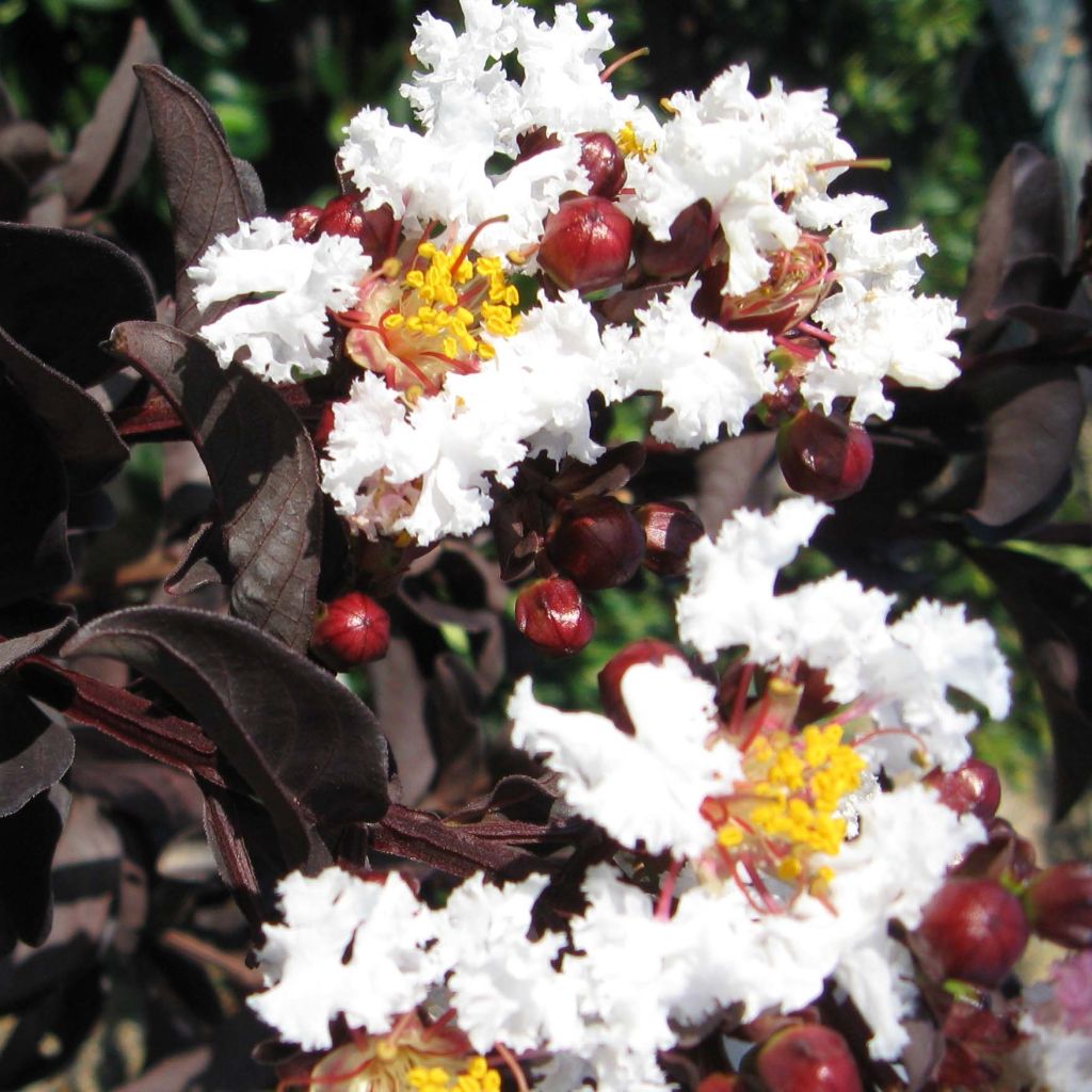 Lagerstroemia Black Solitaire Pure White - Mirto crespo