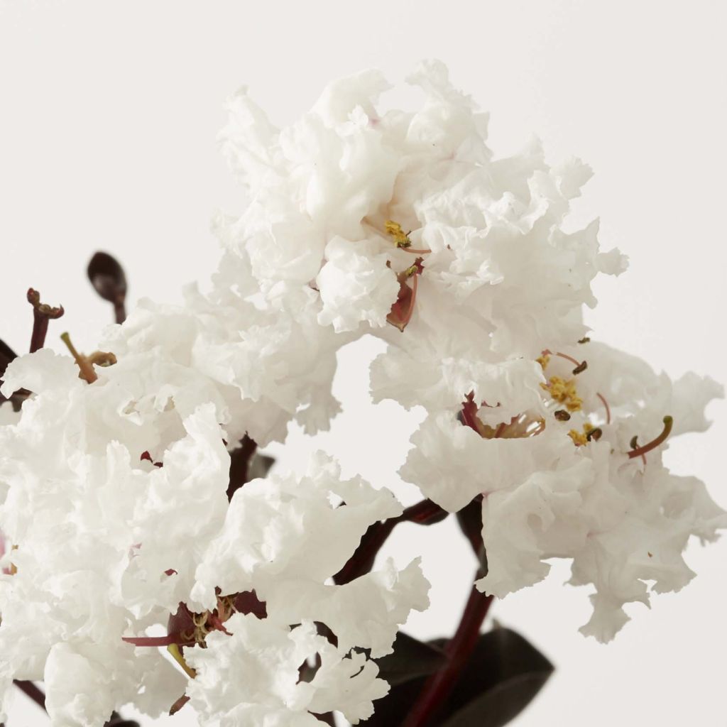 Lagerstroemia Black Solitaire Pure White - Mirto crespo