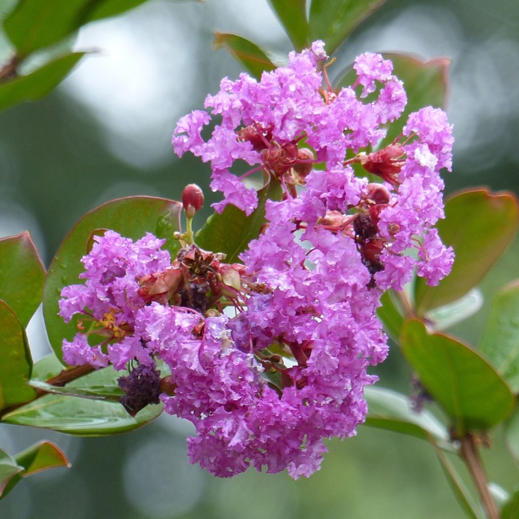 Lagerstroemia Petite Canaille mauve - Mirto crespo