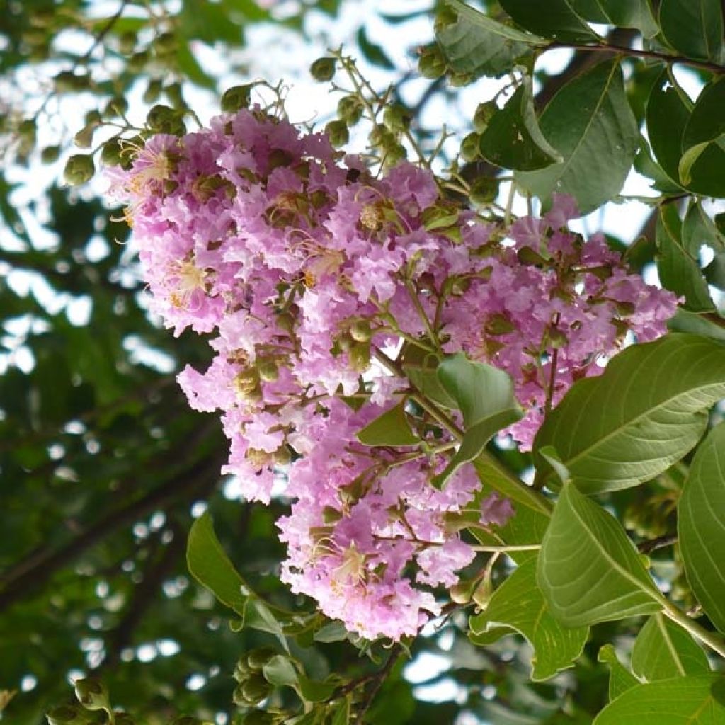 Lagerstroemia indica mauve, Lilas des Indes