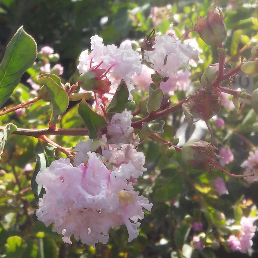 Lagerstroemia Summer Beauty Hope - Mirto crespo