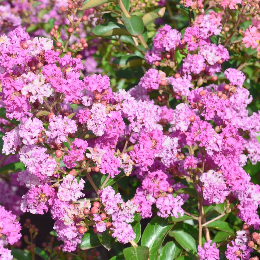 Lagerstroemia Summer Beauty Ozark Spring - Mirto crespo