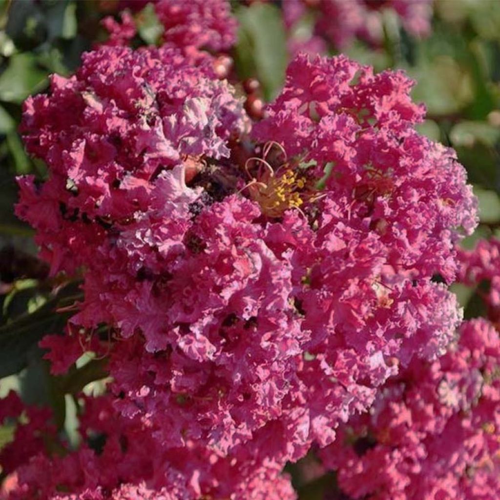 Lagerstroemia Summer Beauty Velma's Royal Delight - Mirto crespo