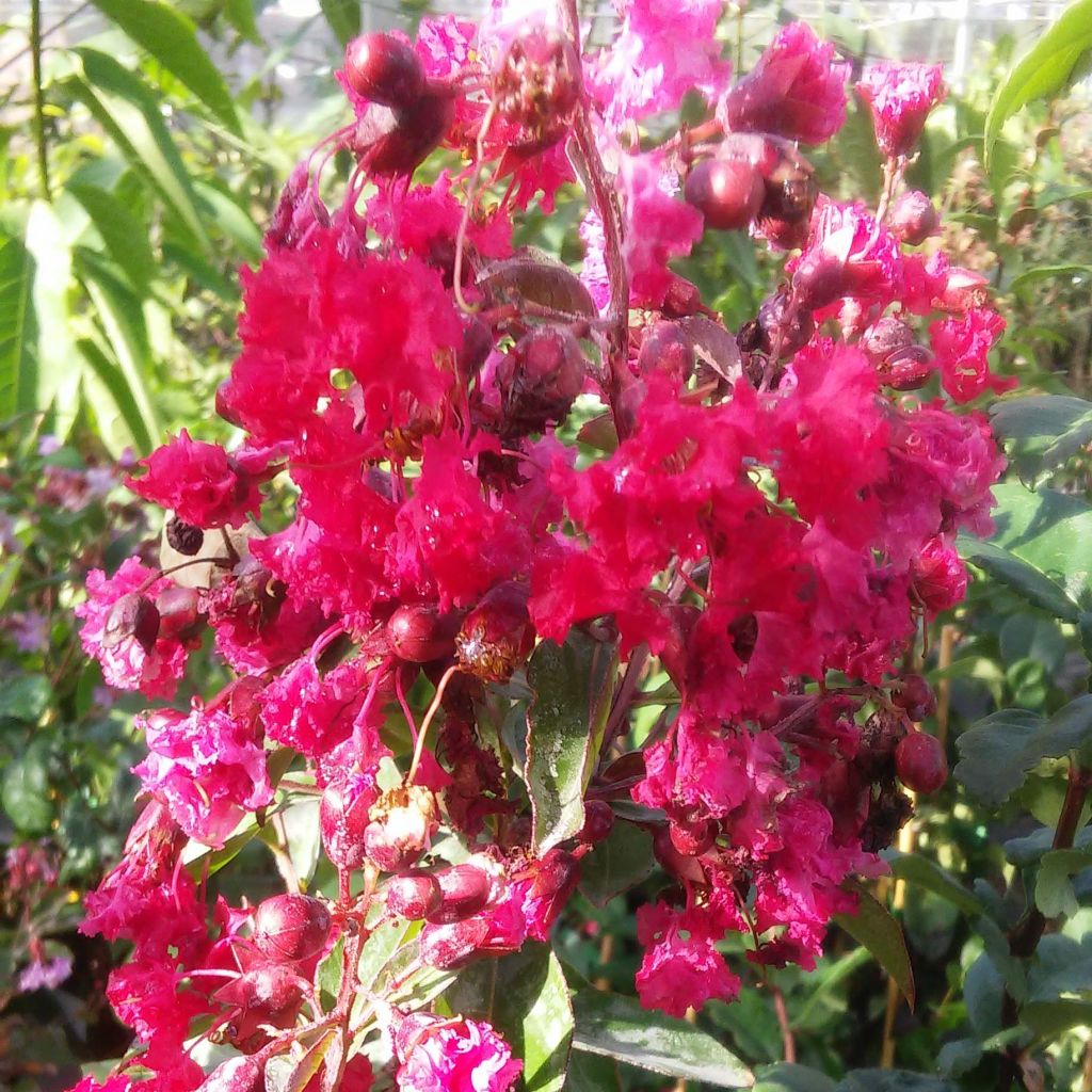 Lagerstroemia Summer Beauty Victor - Mirto crespo