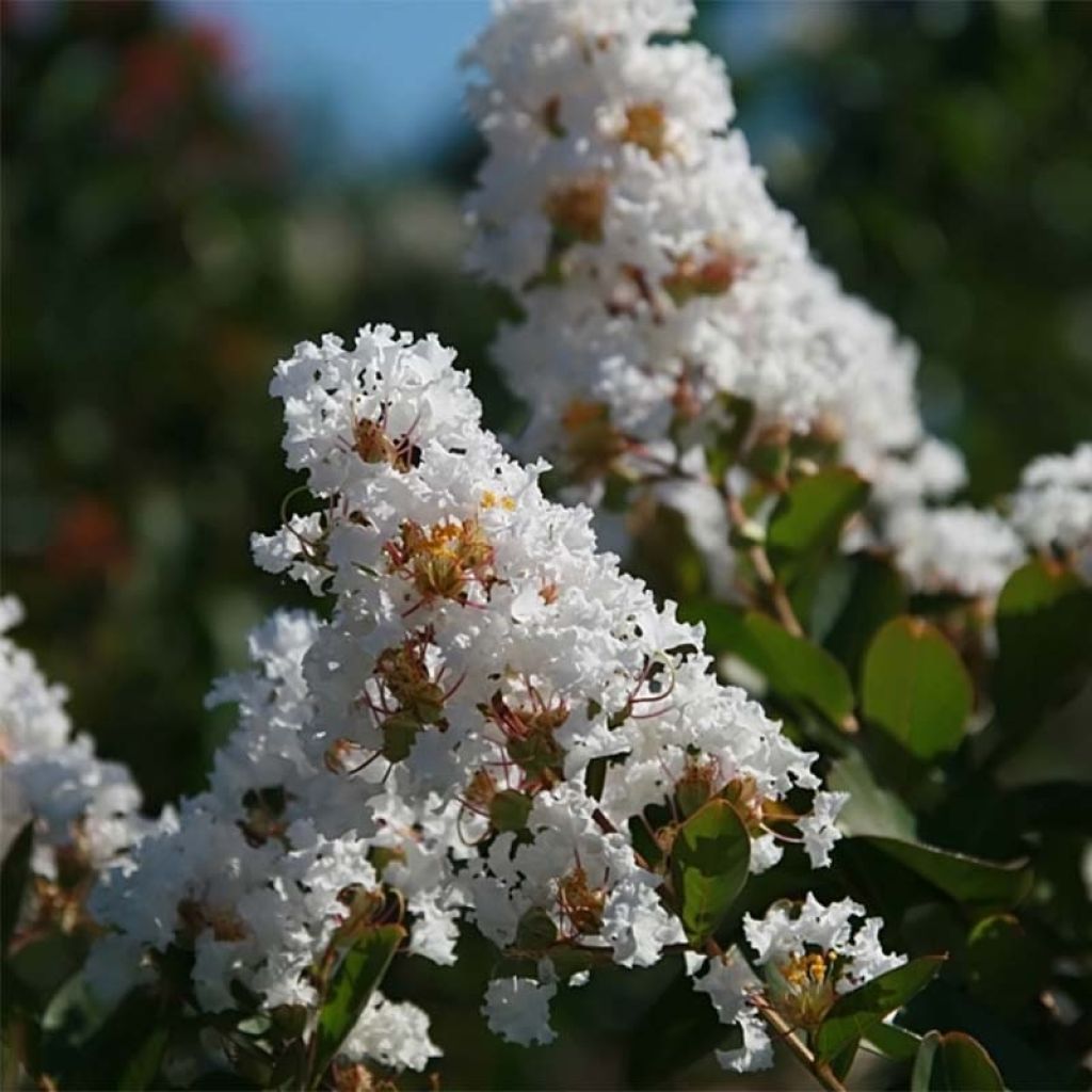 Lagerstroemia Summer Charm Acoma - Mirto crespo