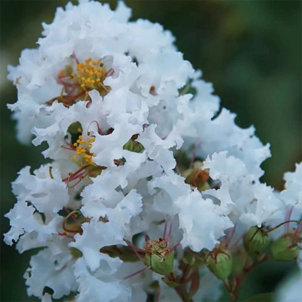 Lagerstroemia Summer Charm Acoma - Mirto crespo