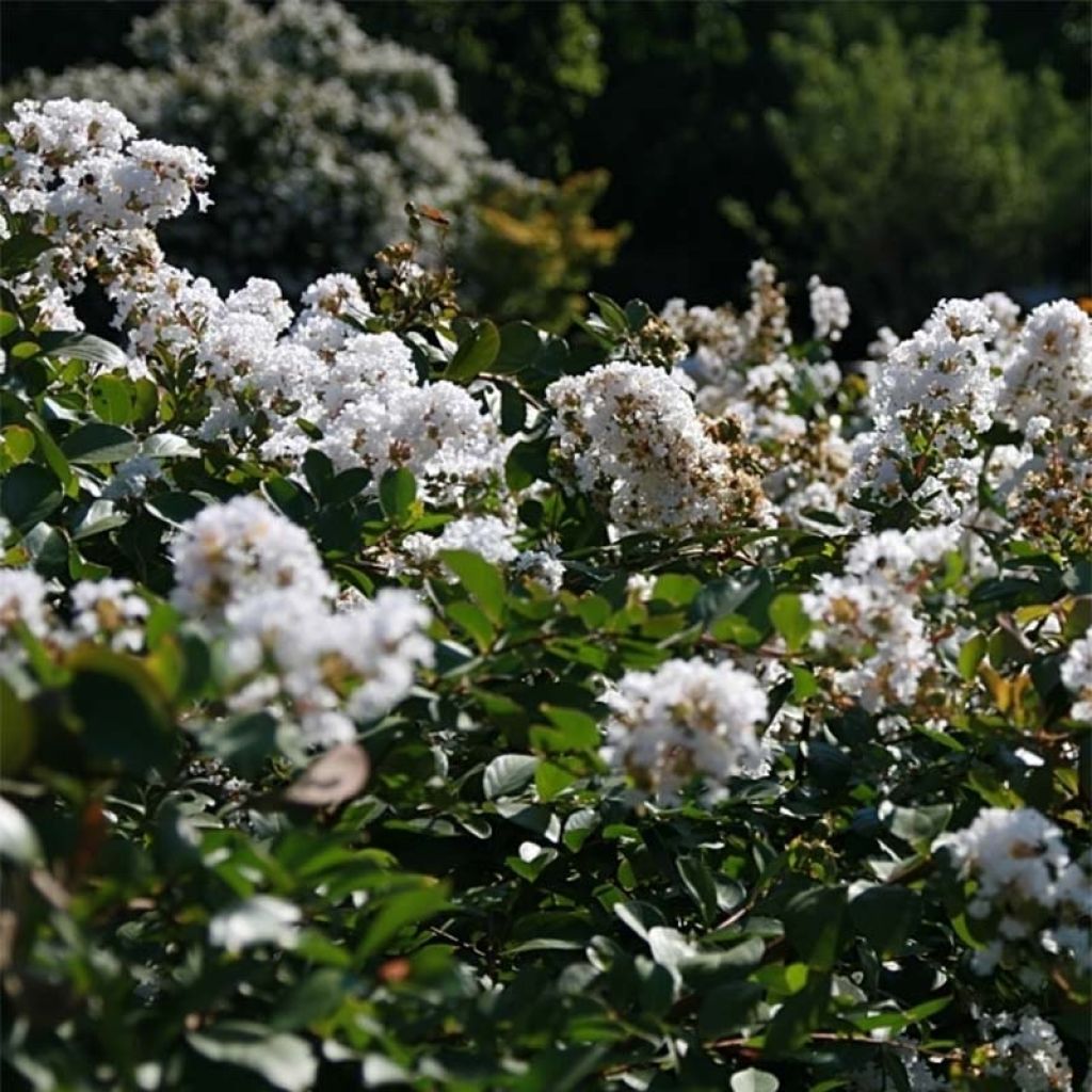 Lagerstroemia Summer Charm Acoma - Mirto crespo