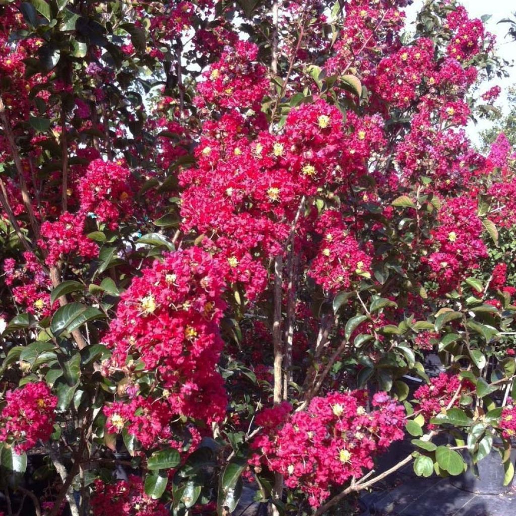 Lagerstroemia Summer Charm Arapaho - Mirto crespo