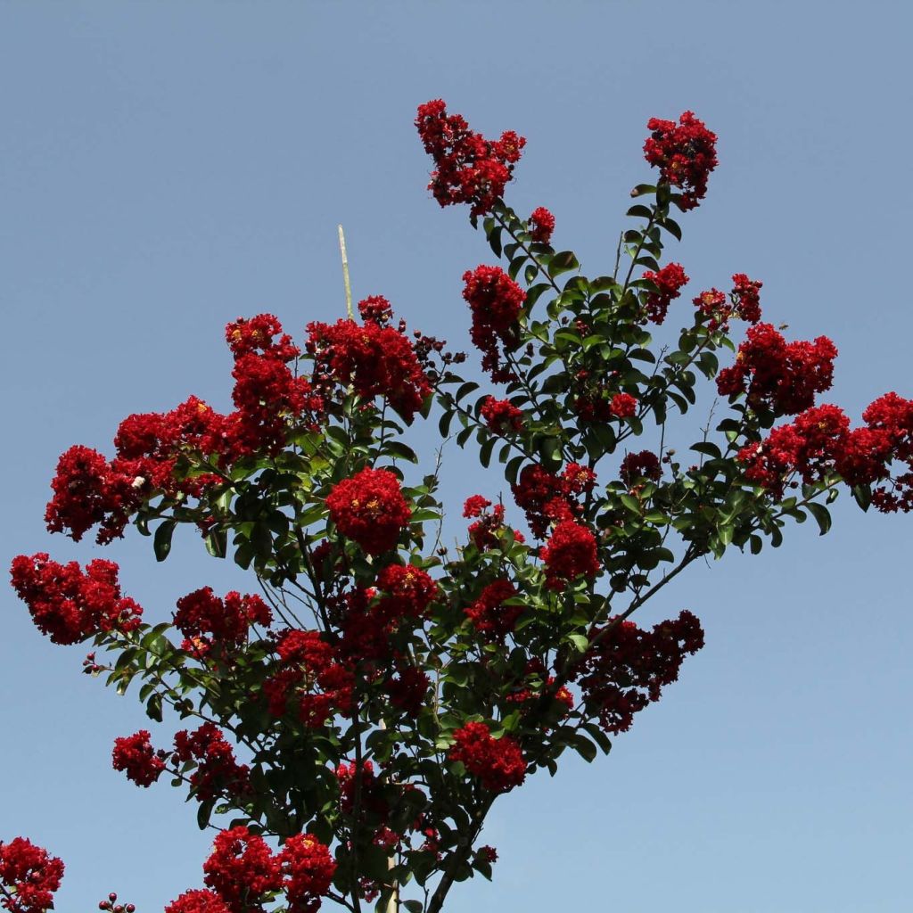 Lagerstroemia Summer Charm Tuscarora - Mirto crespo