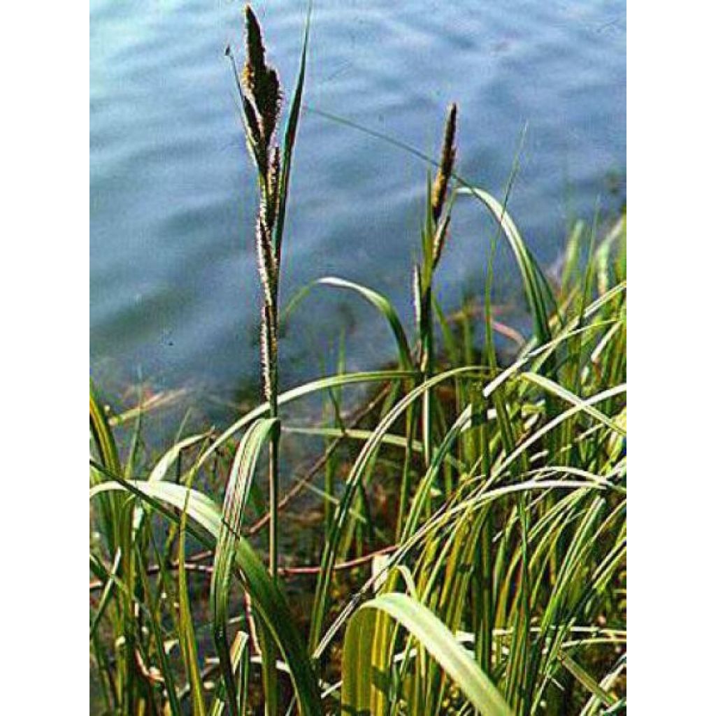 Carex riparia Variegata - Carice spondicola