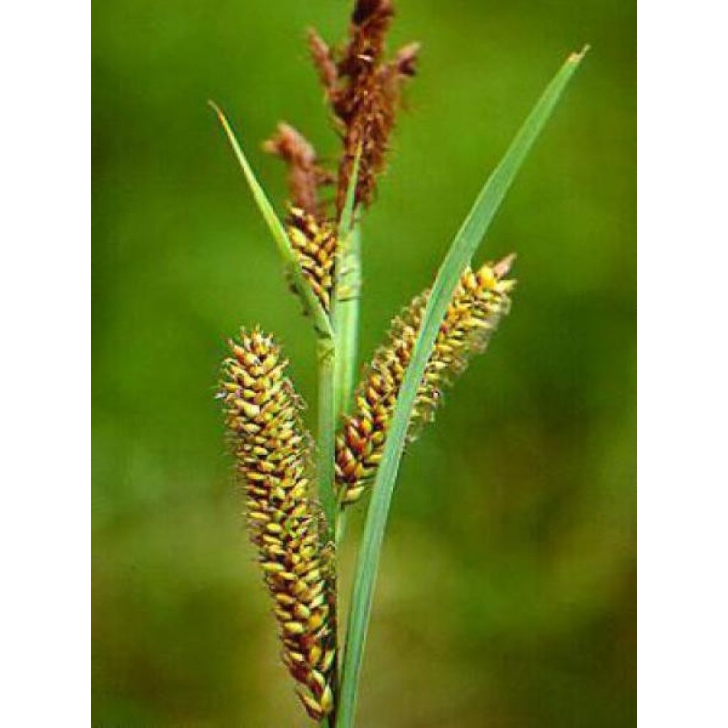 Carex riparia Variegata - Carice spondicola