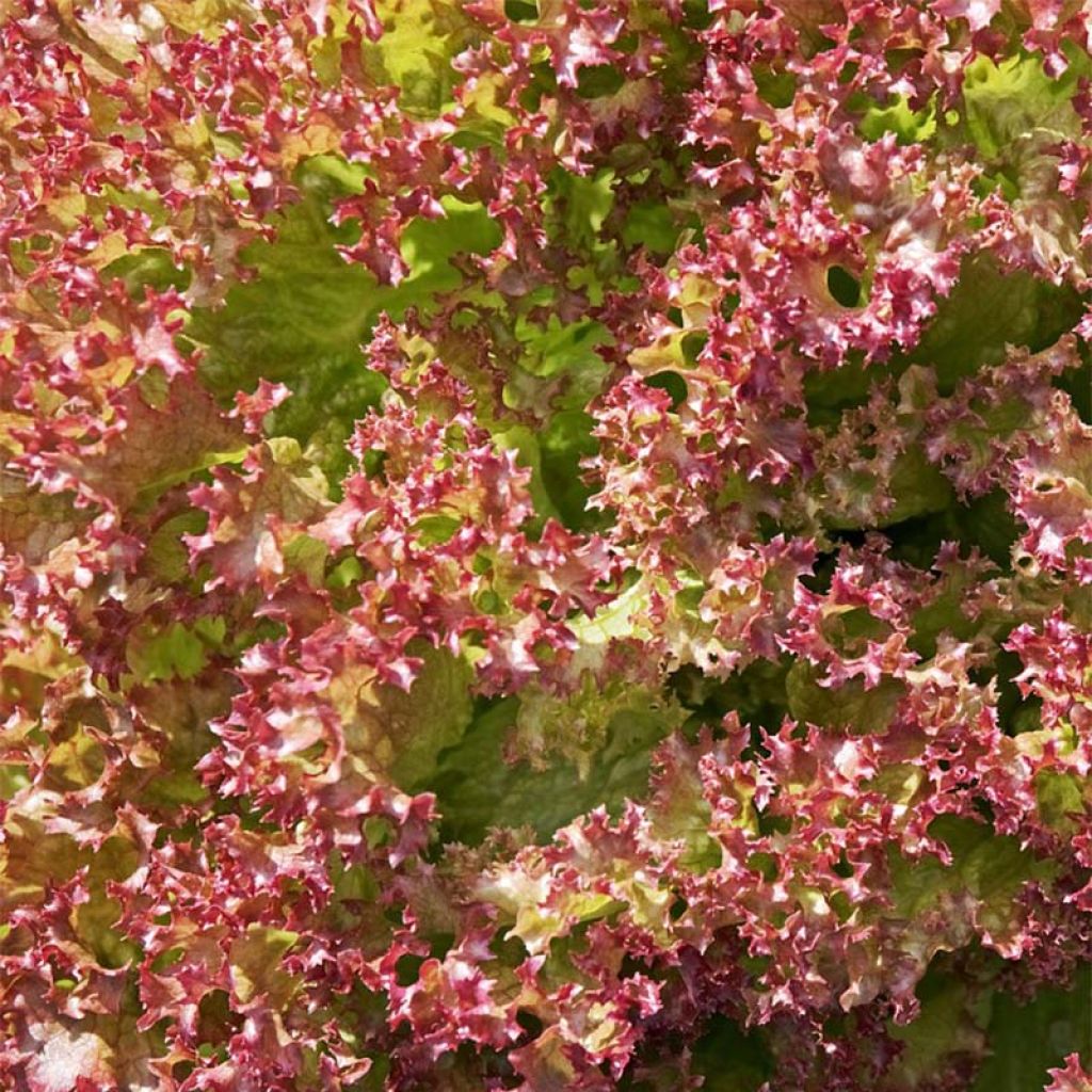 Lattuga a cespo Red Salad Bowl Bio