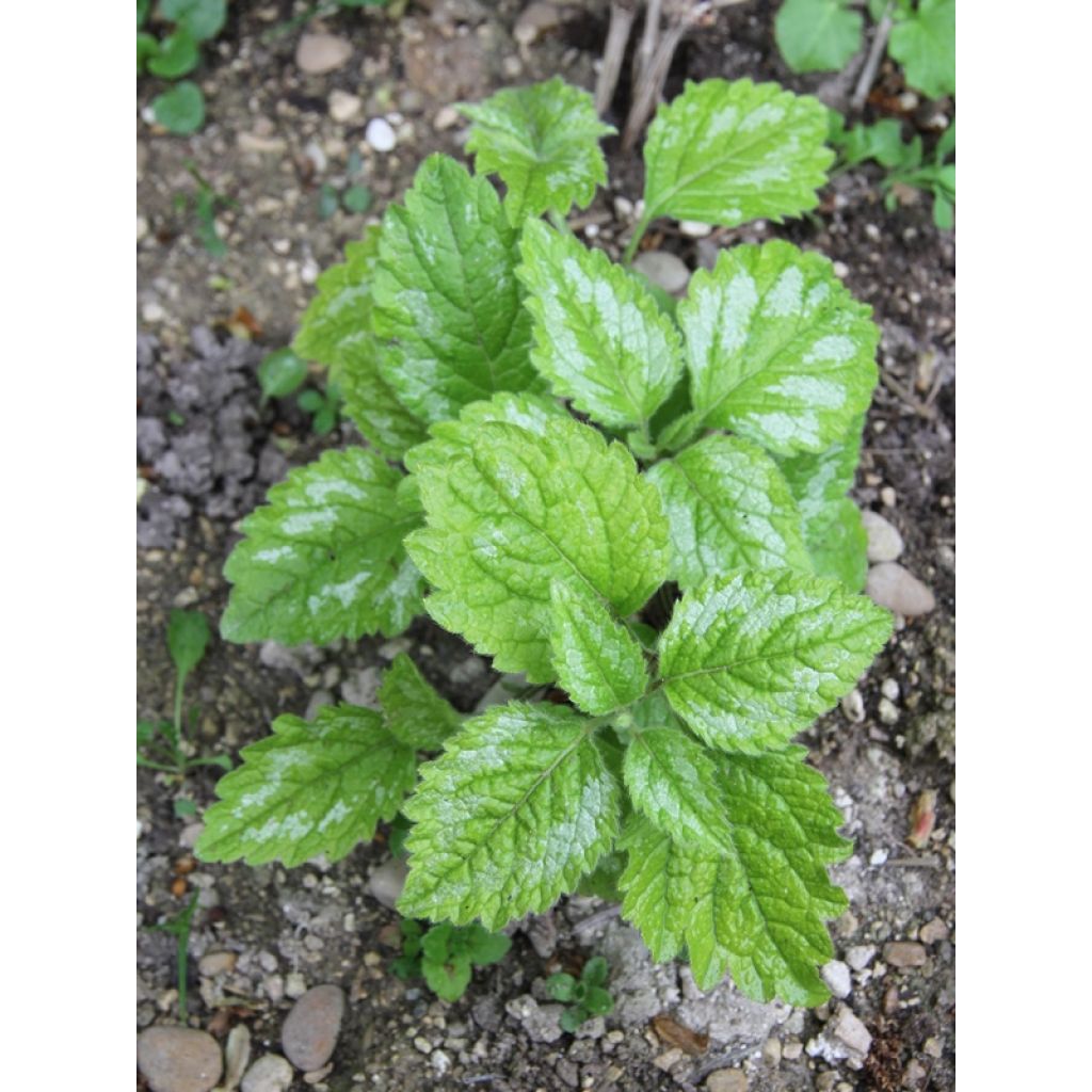 Lamium galeobdolon Florentinum