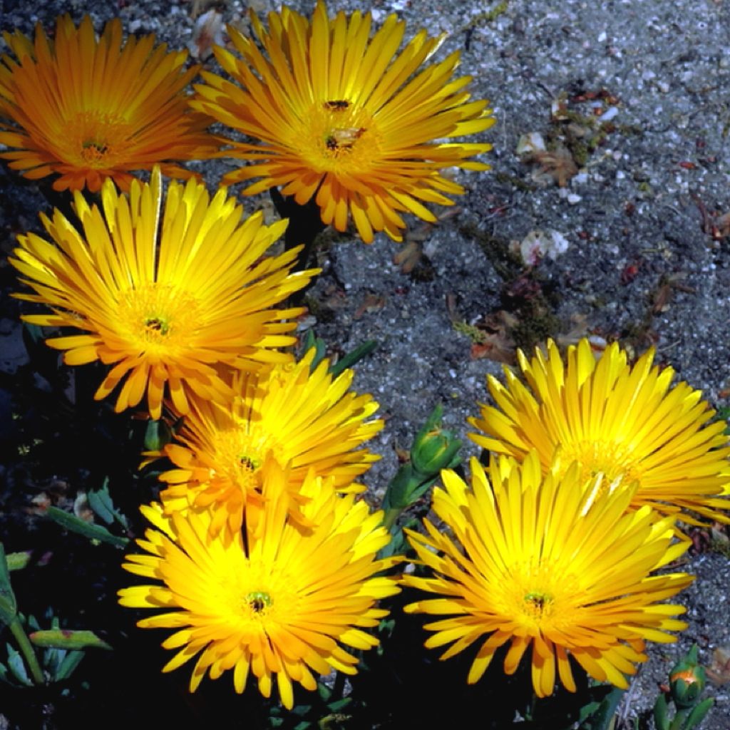 Lampranthus aurantiacus Yellow