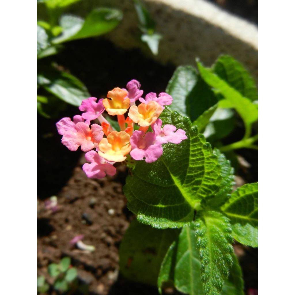 Lantana Evita Rose