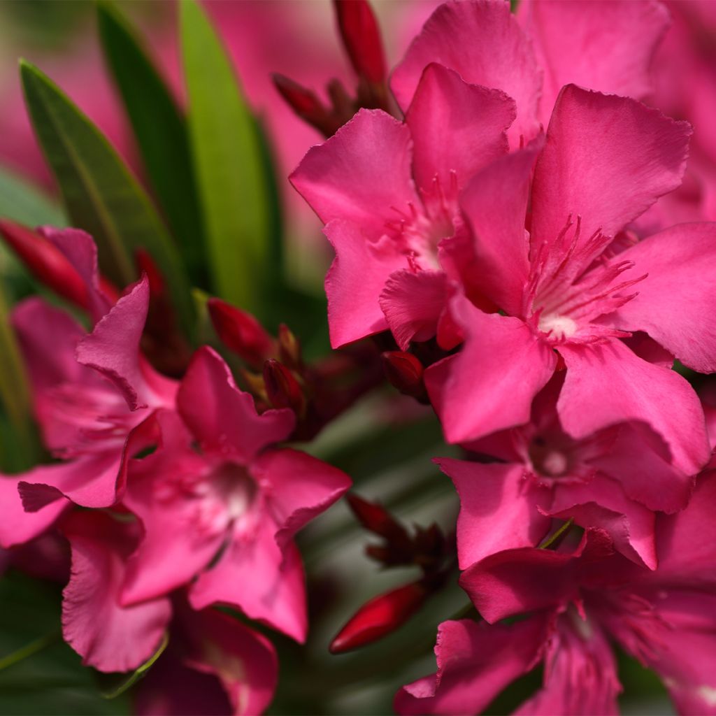 Laurier rose Italia - Nerium oleander