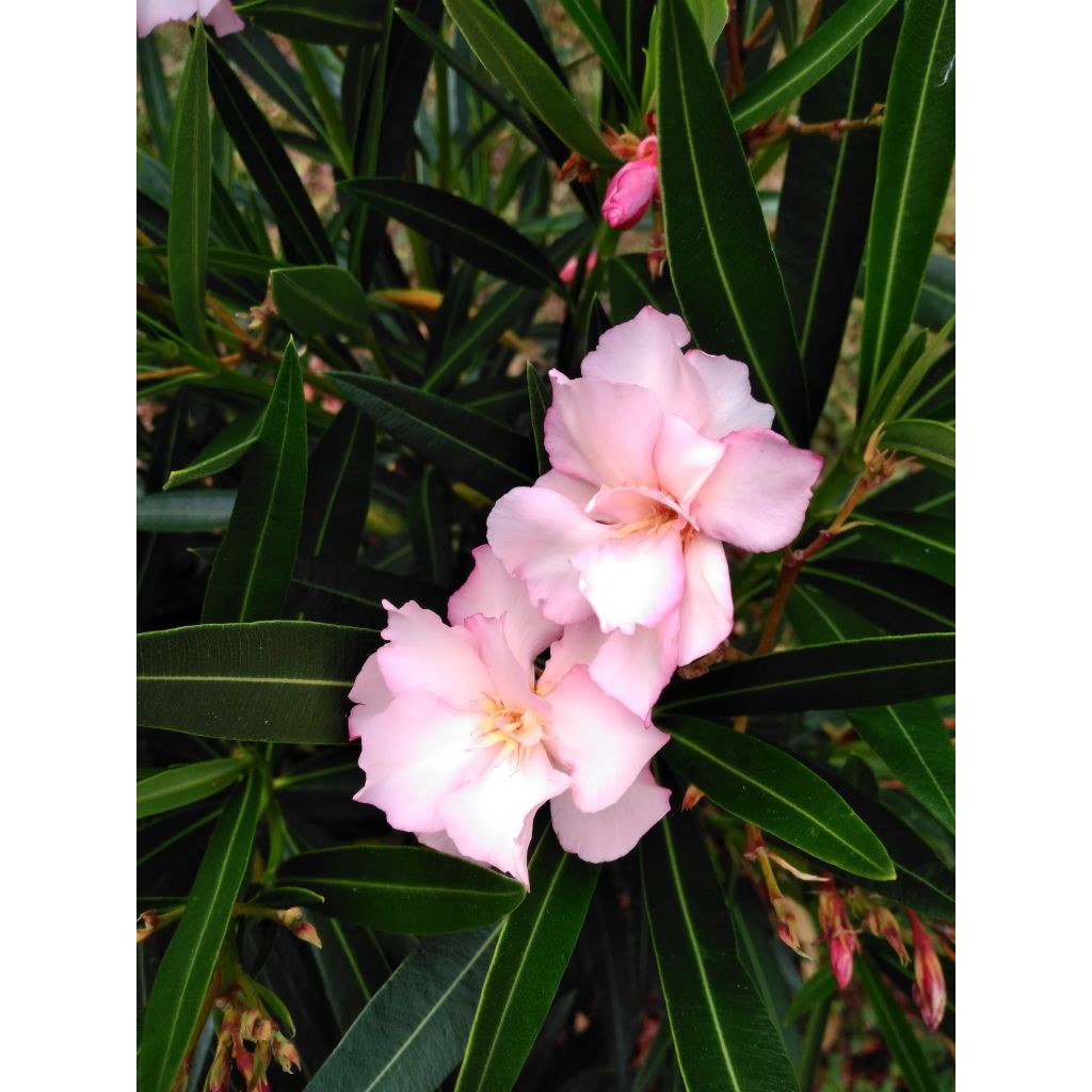 Nerium oleander Provence - Oleandro