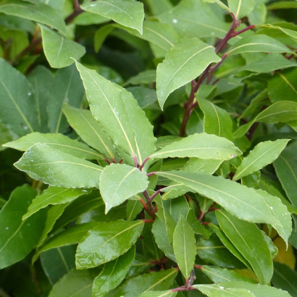 Laurus nobilis - Alloro