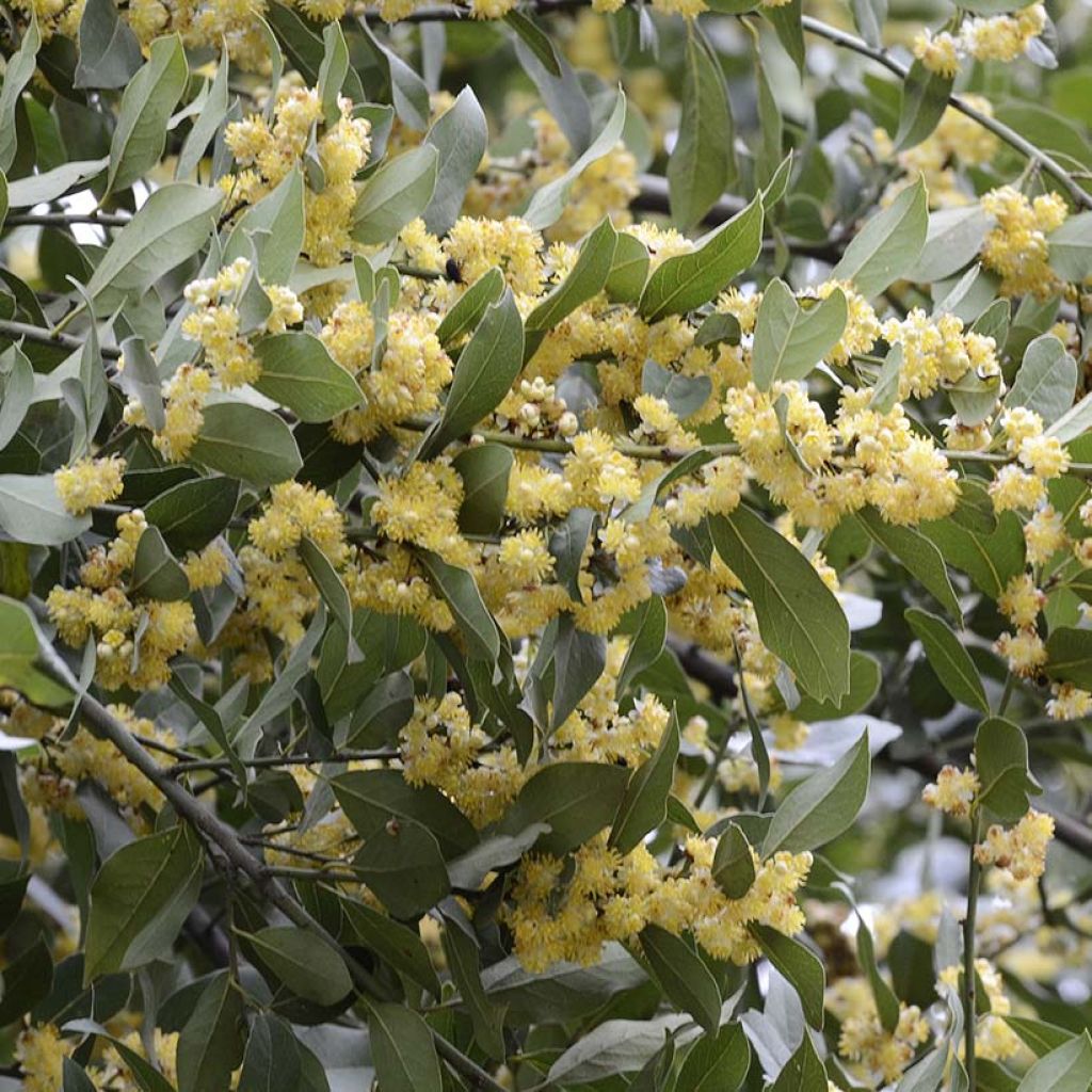 Laurus nobilis - Alloro