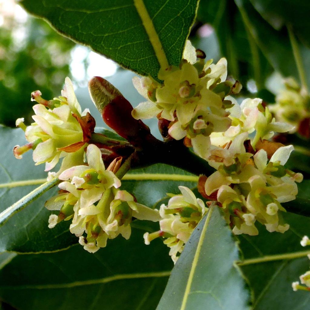 Laurus nobilis - Alloro