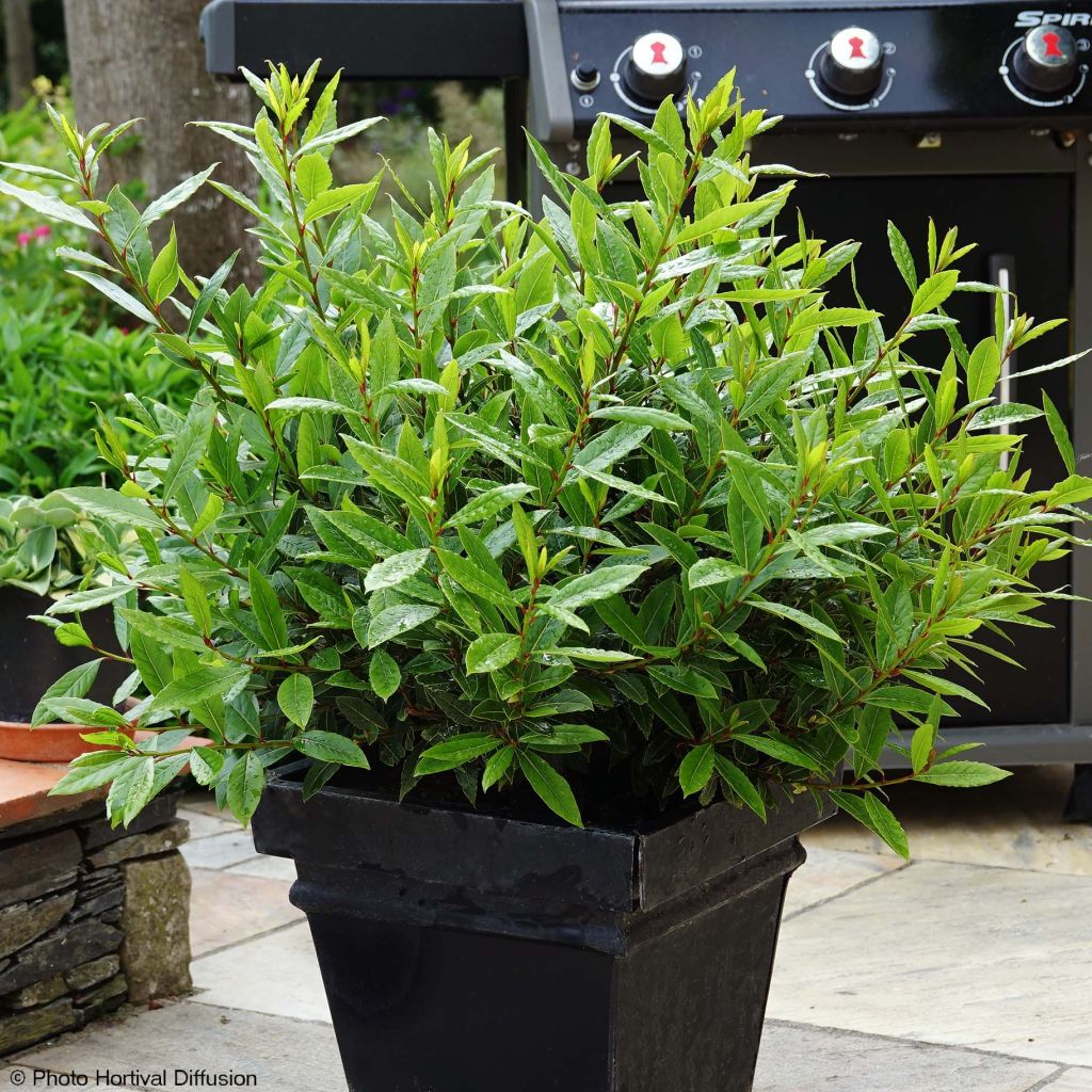 Laurus nobilis Little Ragu - Alloro