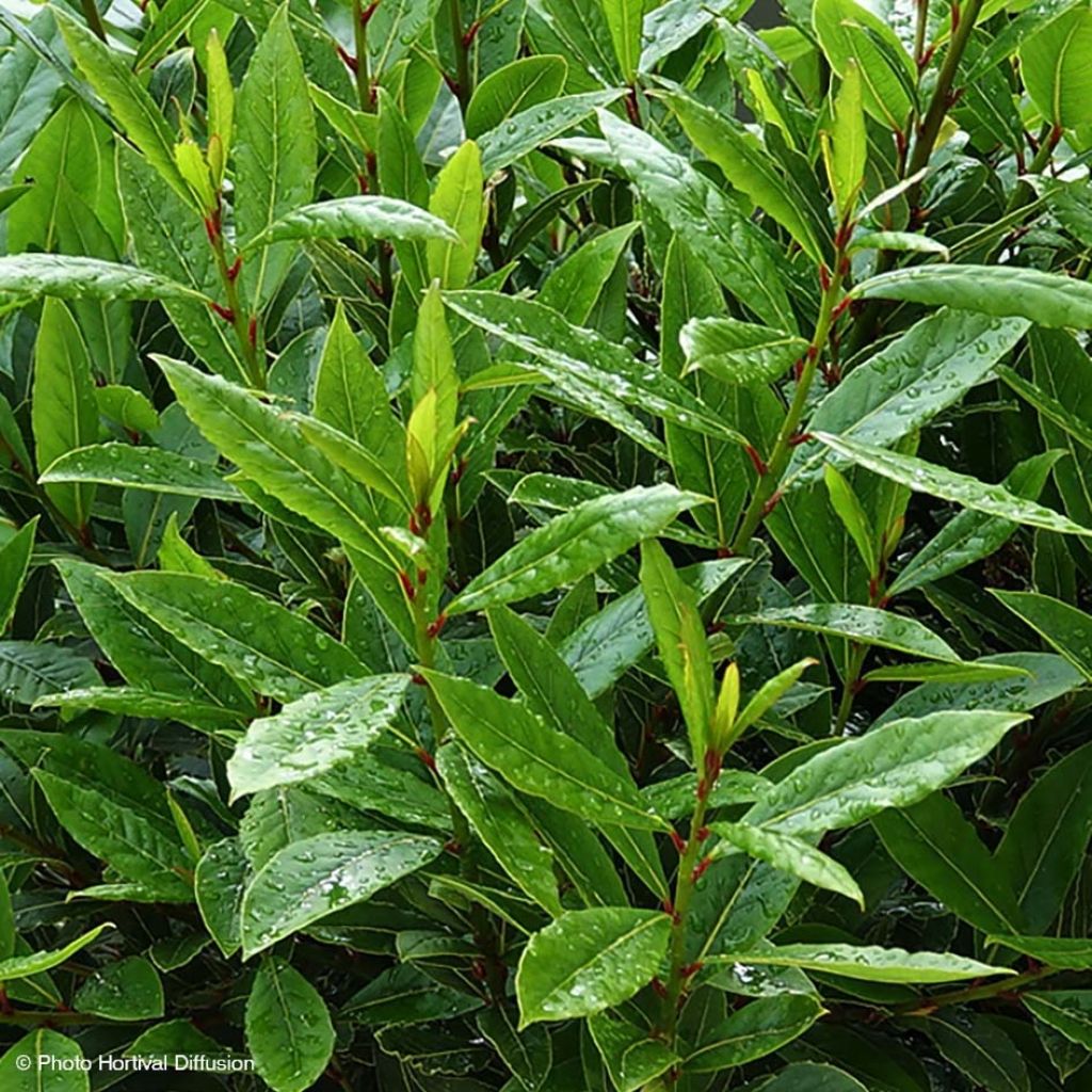 Laurus nobilis Little Ragu - Alloro