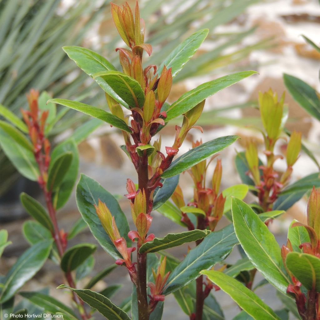 Laurus nobilis Little Ragu - Alloro