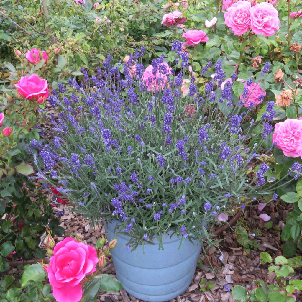 Lavandula angustifolia Bleu de Gien - Lavanda vera