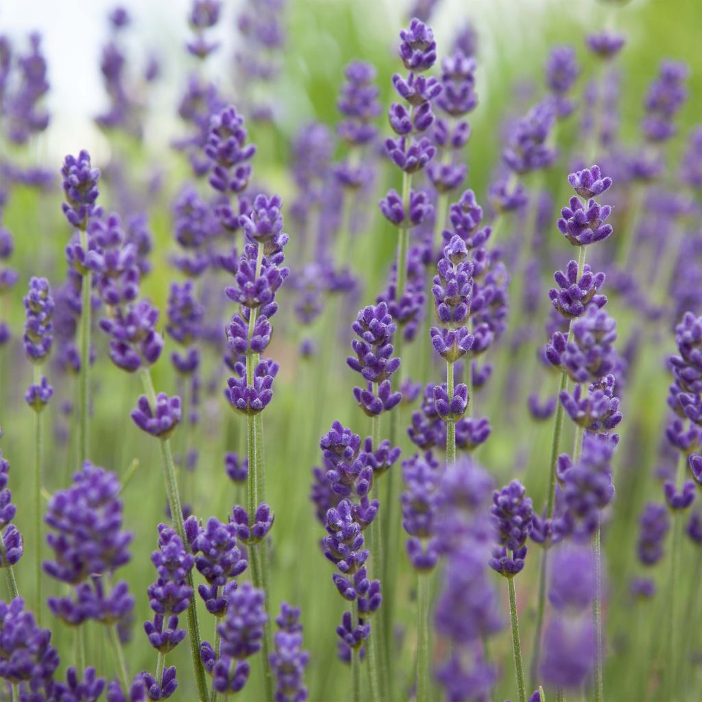 Lavandula angustifolia Bleu de Gien - Lavanda vera