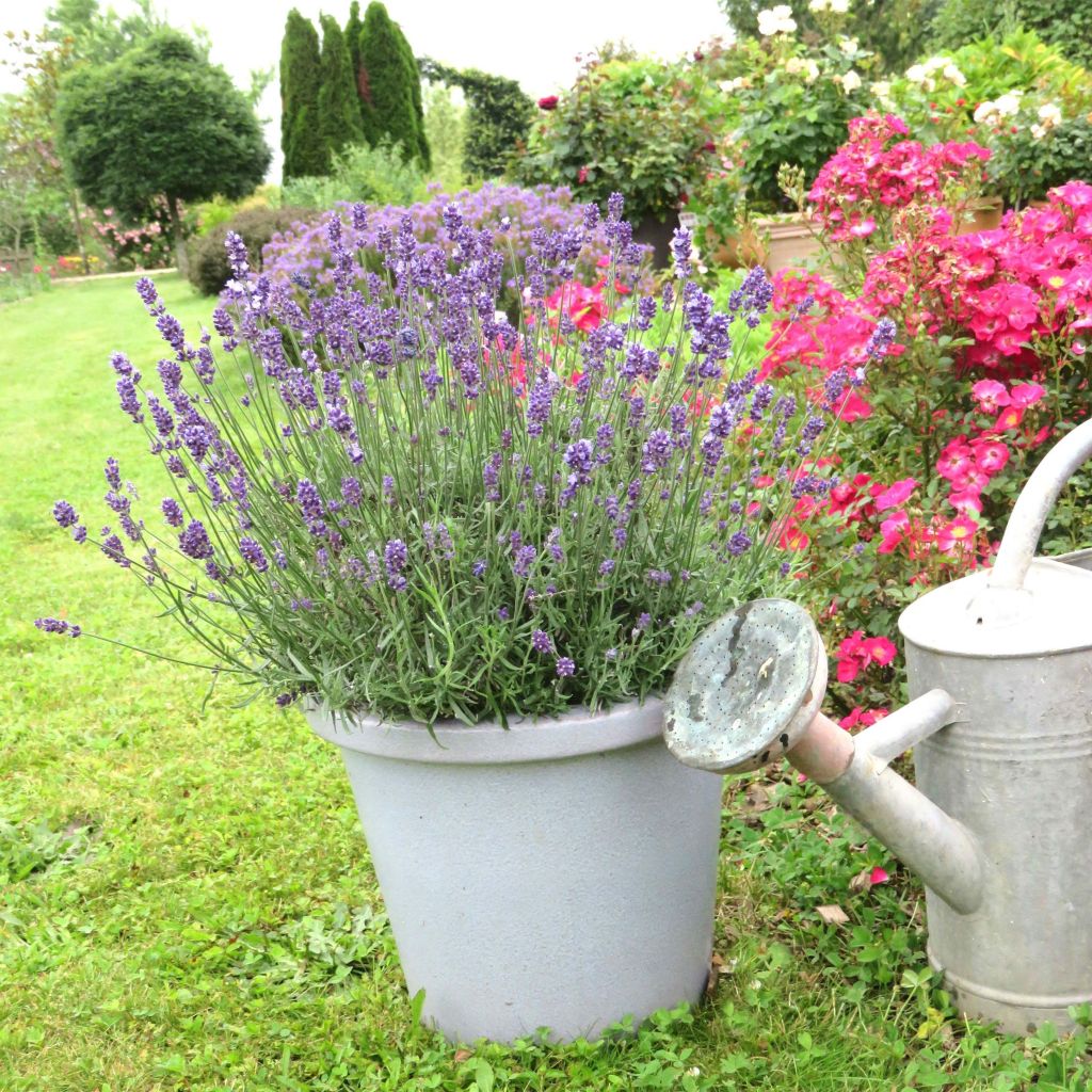 Lavandula angustifolia Bleu de Gien - Lavanda vera