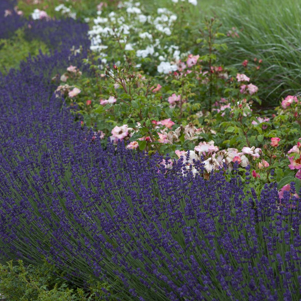 Lavandula angustifolia Bleu de Gien - Lavanda vera