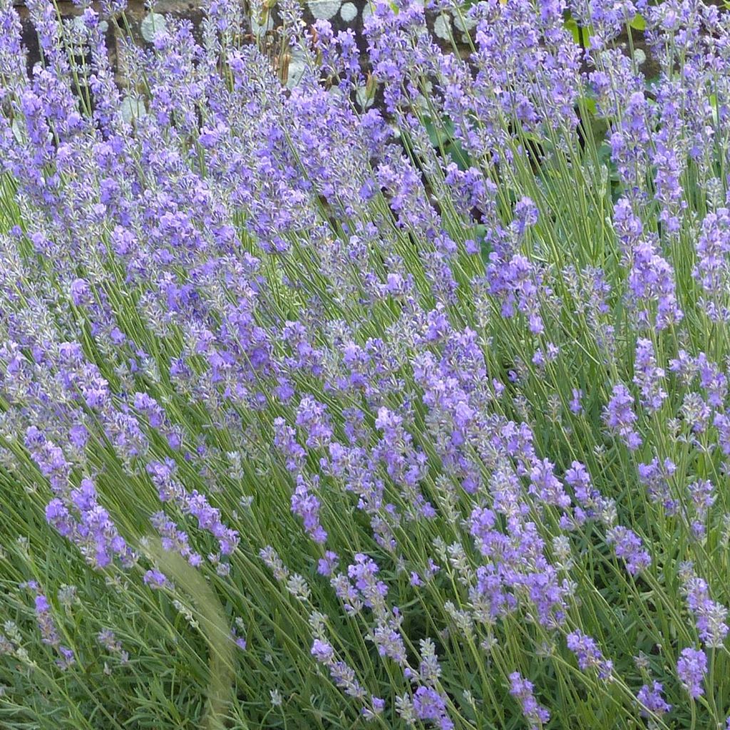 Lavandula angustifolia Munstead - Lavanda vera